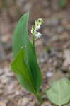 Lily of the valley